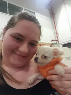 Photo of Chihuahua
